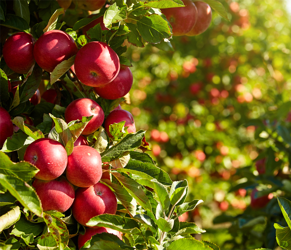 Яблоня быстрый. Фото яблони с яблоками в саду. Apple Orchard.